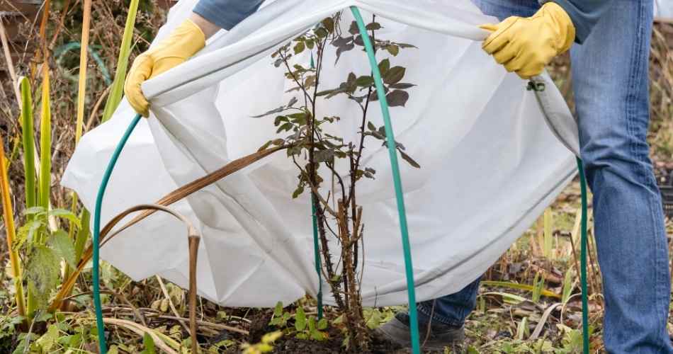 KIŞIN BAHÇE BAKIMI NASIL OLMALI?