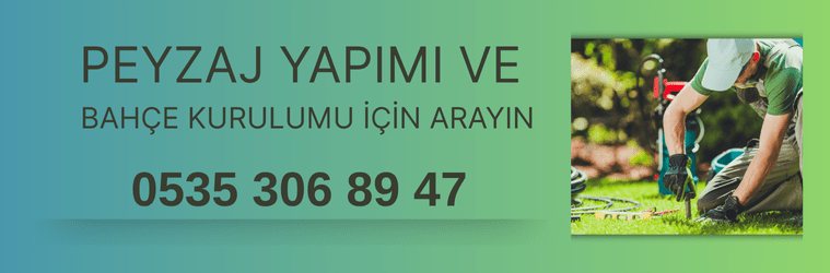 Bitki Fidan Resim - 3