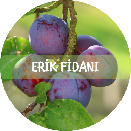 Bitki Fidan - 4