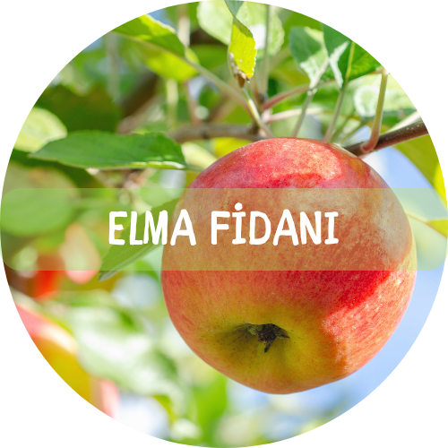 Bitki Fidan - 2