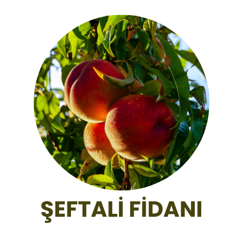 Bitki Fidan - 11