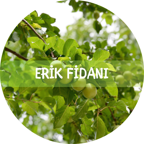 Bitki Fidan - 5