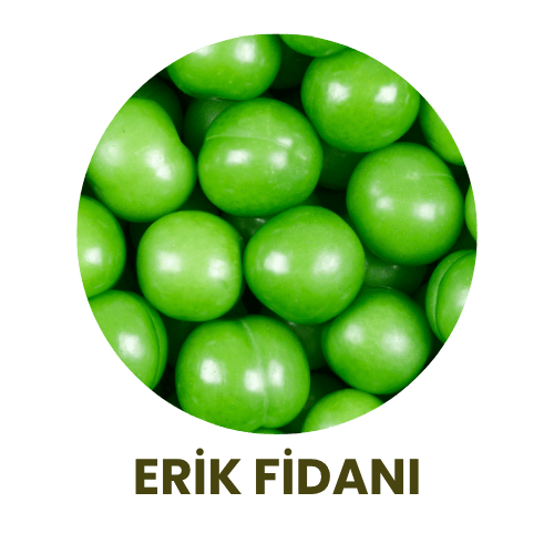 Bitki Fidan - 2