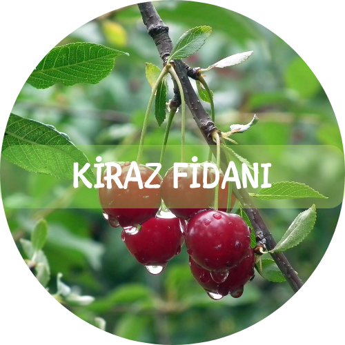 Bitki Fidan - 1