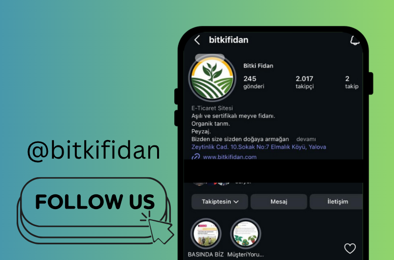 Bitki Fidan Resim - 2