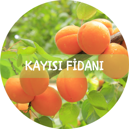 Bitki Fidan - 9