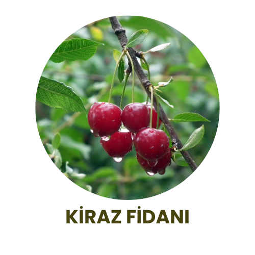 Bitki Fidan - 6
