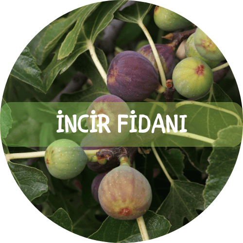 Bitki Fidan - 6