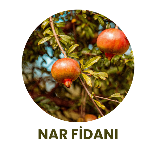 Bitki Fidan - 10
