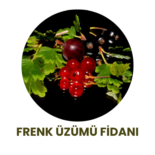 Bitki Fidan - 3