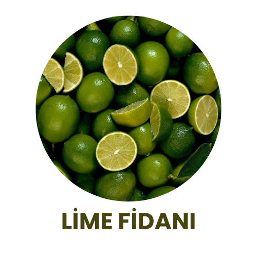 Bitki Fidan - 8
