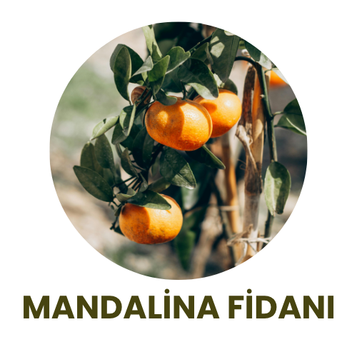 Bitki Fidan - 9
