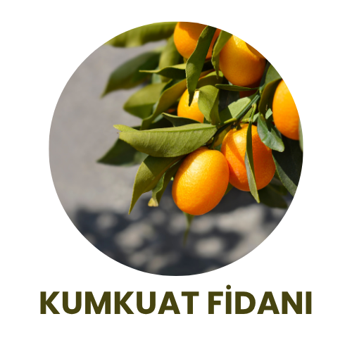 Bitki Fidan - 7