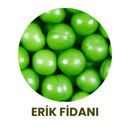 Bitki Fidan - 2