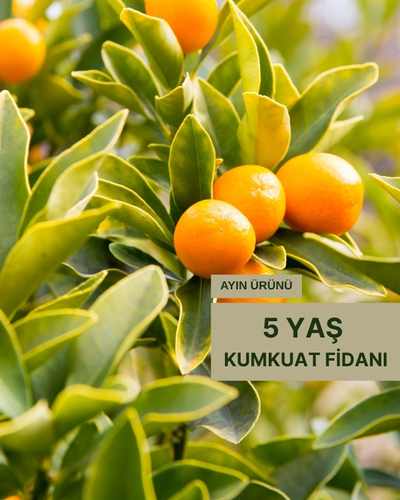 Bitki Fidan Resim - 1