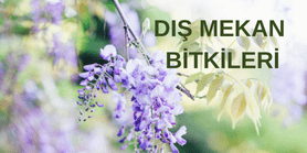 Bitki Fidan Resim - 4