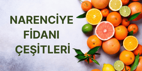 Bitki Fidan Resim - 1
