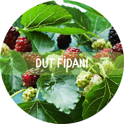 Bitki Fidan - 7