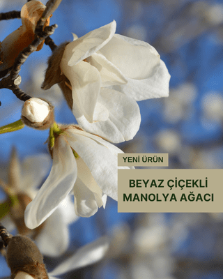 Bitki Fidan Resim - 1