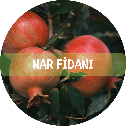Bitki Fidan - 3