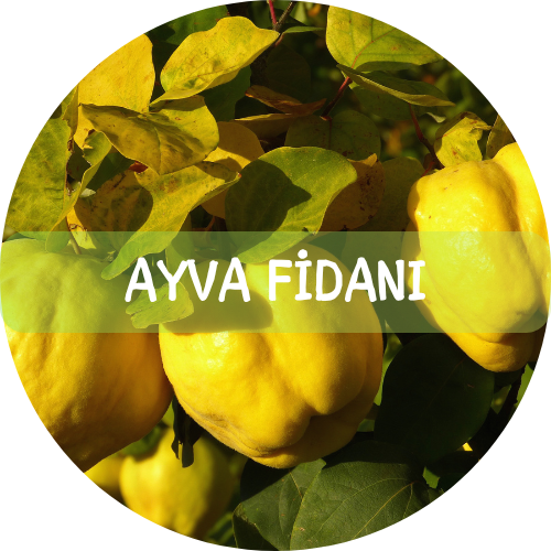 Bitki Fidan - 8