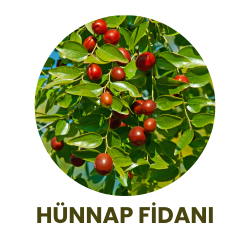 Bitki Fidan - 5
