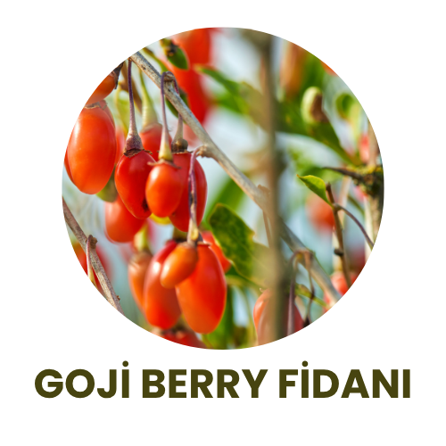 Bitki Fidan - 4