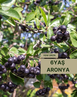 Bitki Fidan Resim - 1