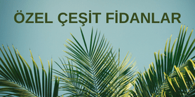 Bitki Fidan Resim - 2