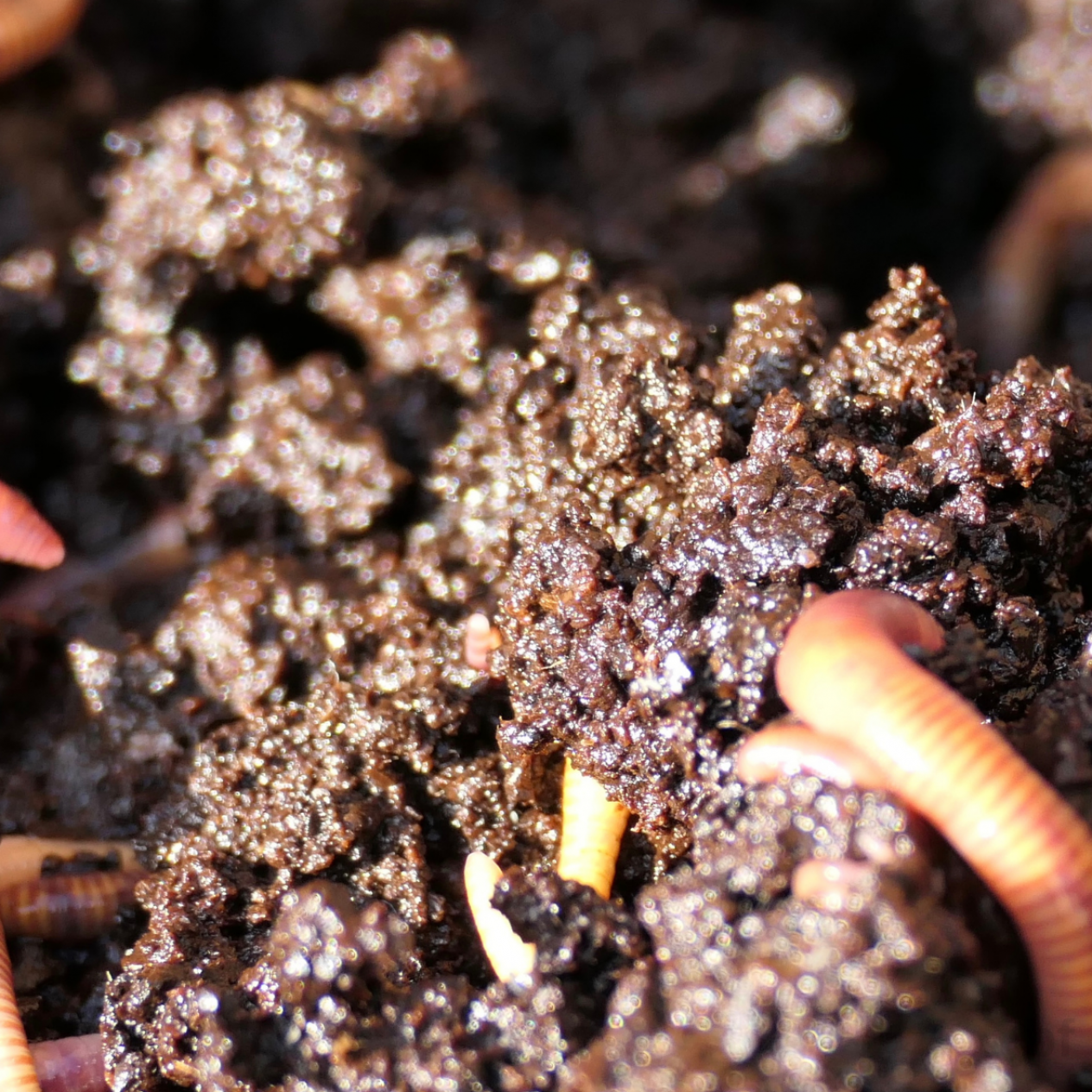 1 Kg Organik Solucan Gübresi 1 Kg Organik Solucan Gübresi