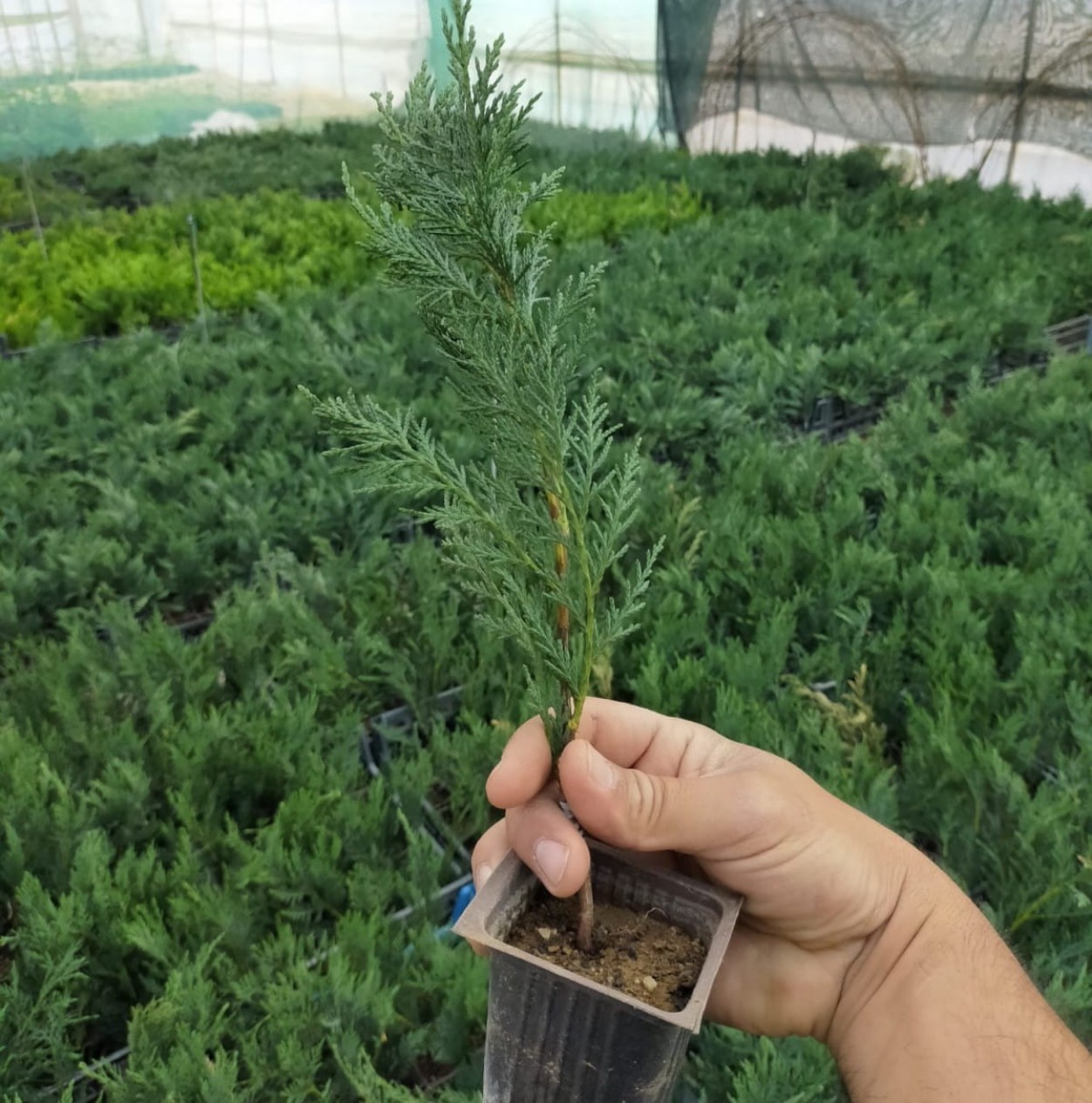 1 Yaş Aşılı Leylandi Fidanı 1 Yaş Aşılı Leylandi Fidanı