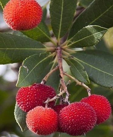 1 Yaş Dağ Çileği Fidanı -60 cm