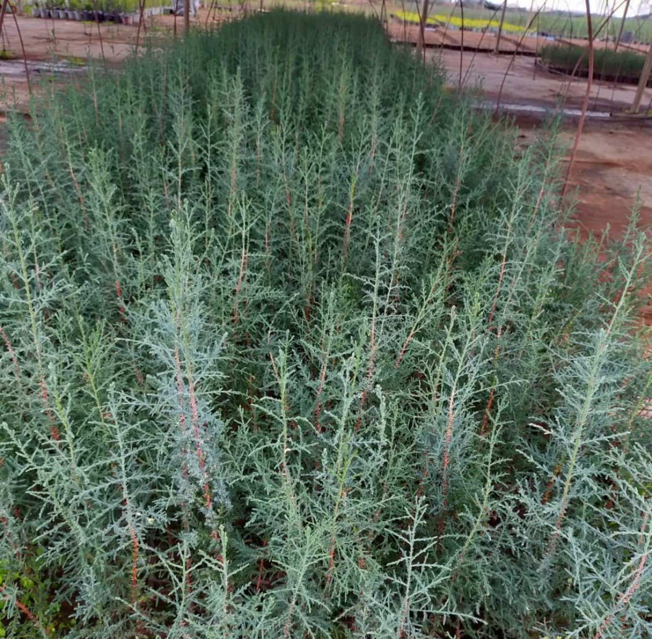 1 Yaş Kara Selvi (mezarlık Selvi Fidanı) Fidanı