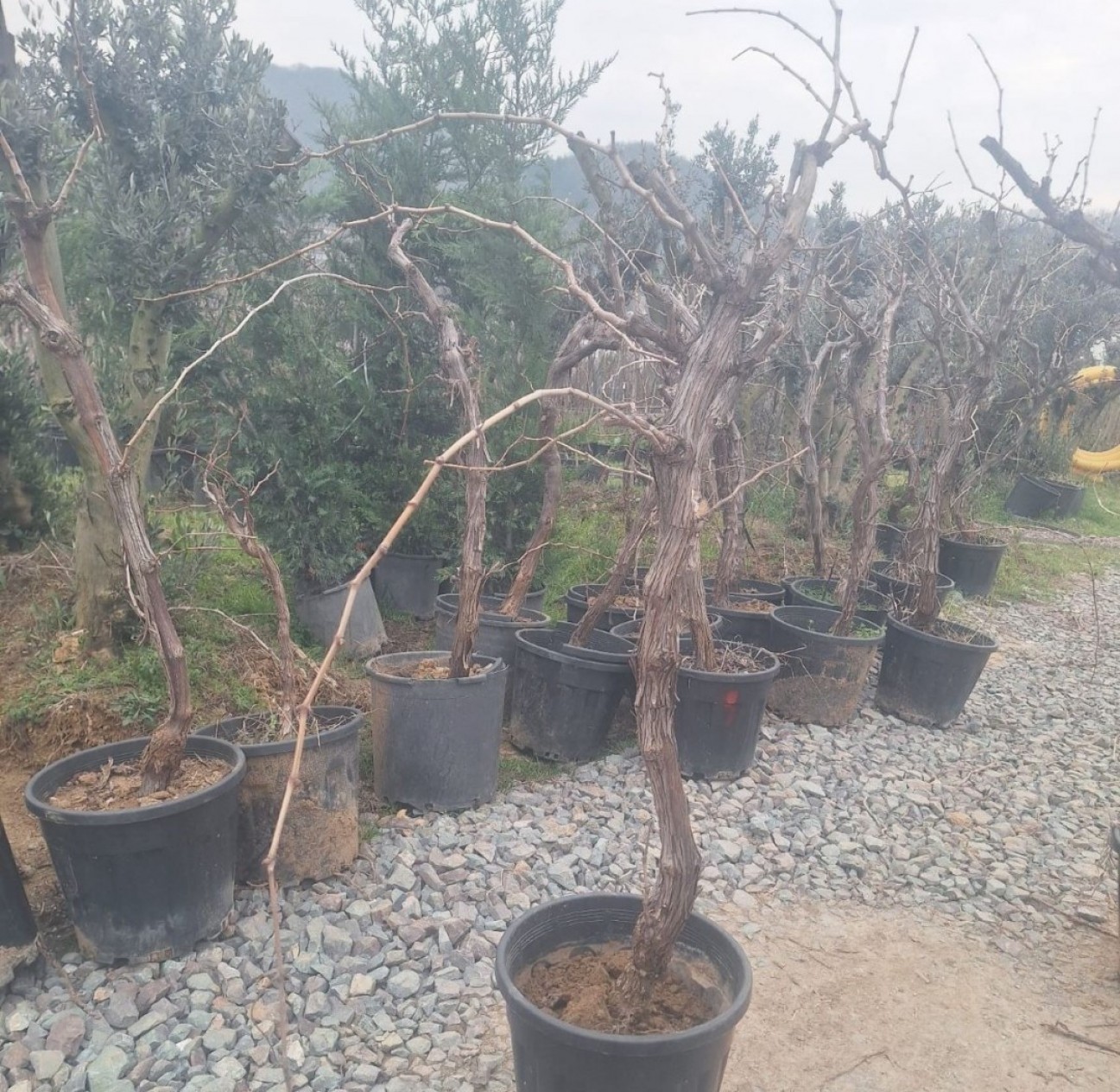 10 Yaş Üzüm Fidanı 10 Yaş Üzüm Fidanı