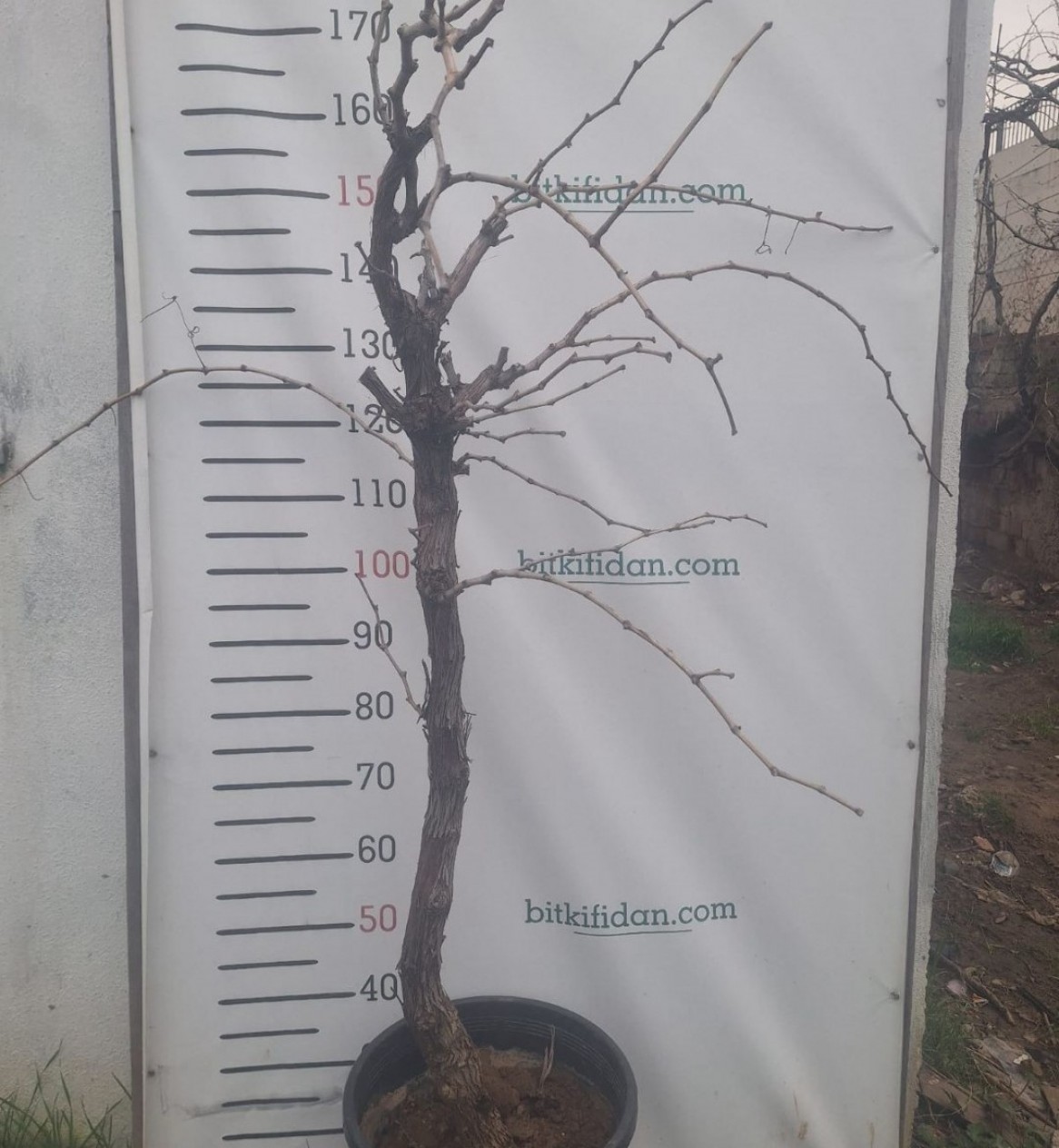 10 Yaş Üzüm Fidanı 10 Yaş Üzüm Fidanı