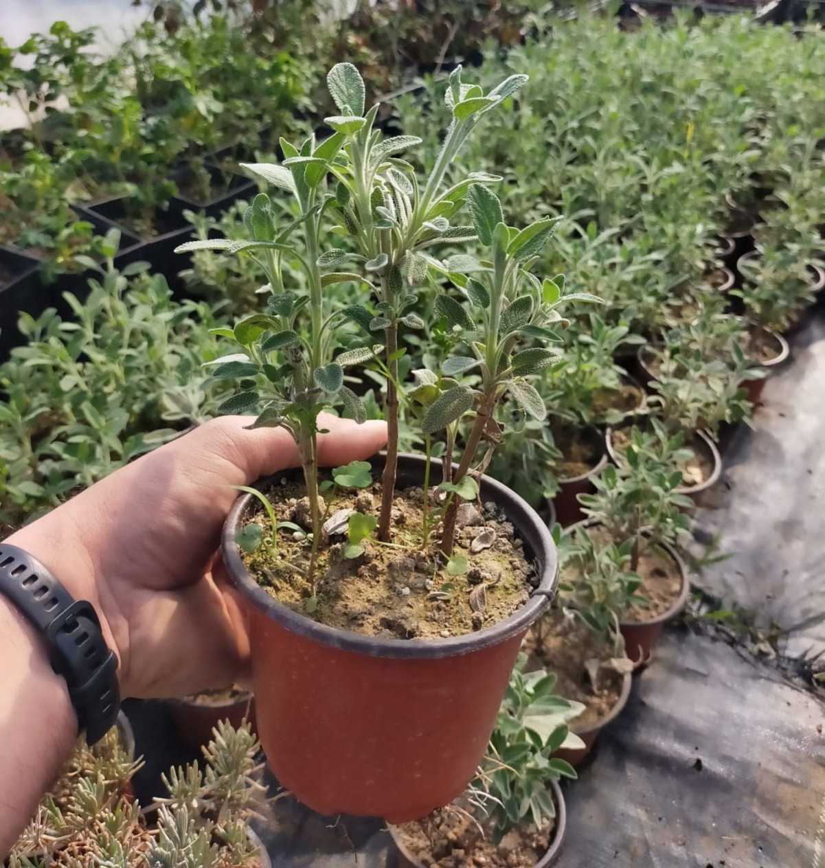 10 'lu Adaçayı Paketi 10 'lu Adaçayı Paketi