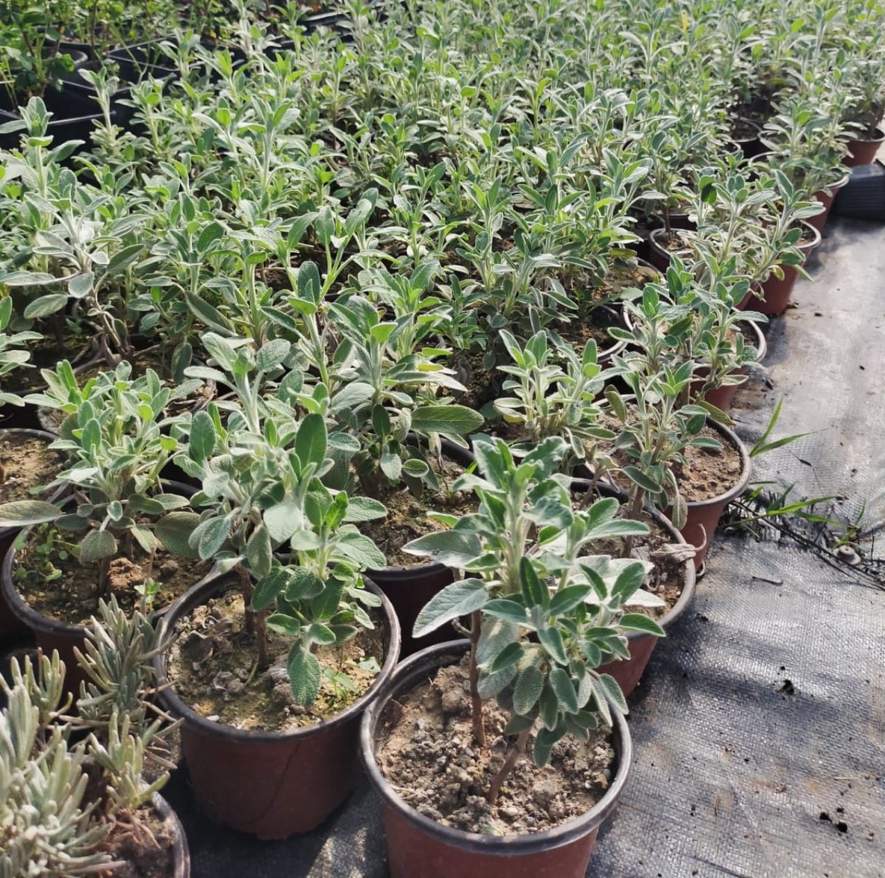 10 'lu Adaçayı Paketi 10 'lu Adaçayı Paketi