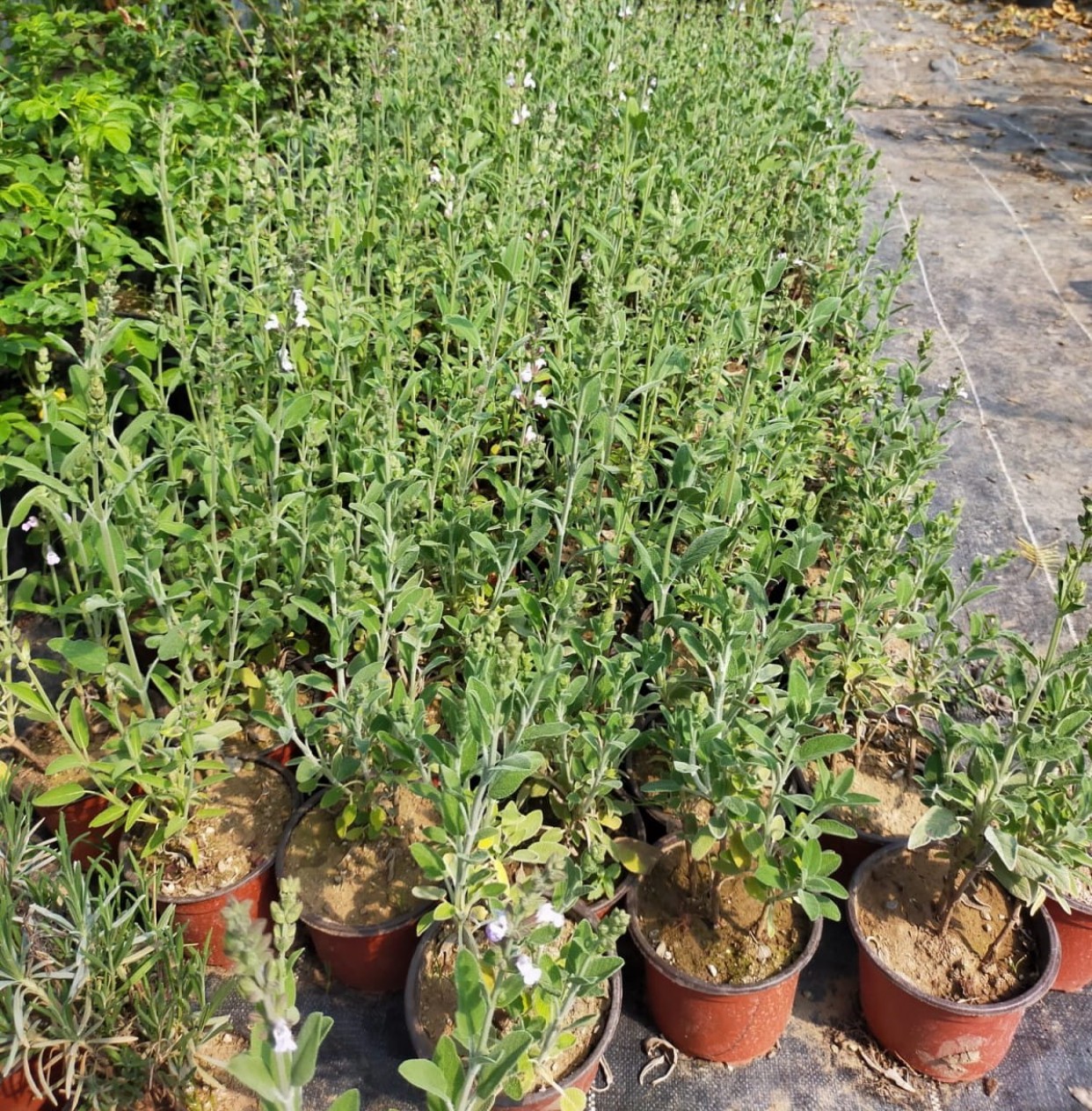 10 'lu Adaçayı Paketi 10 'lu Adaçayı Paketi