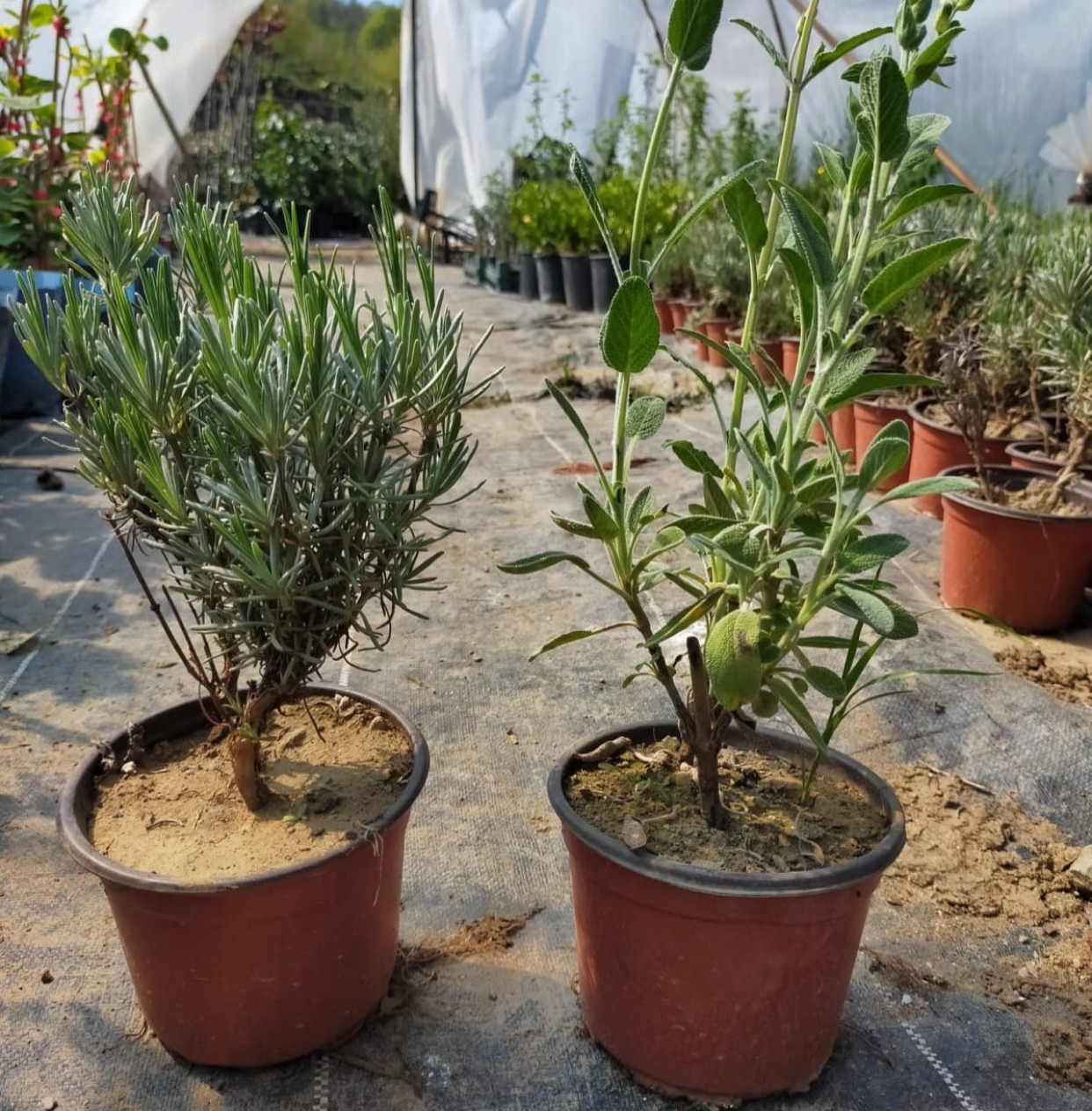 10 'lu Adaçayı-lavanta Fidanı Paketi 10 'lu Adaçayı-lavanta Fidanı Paketi