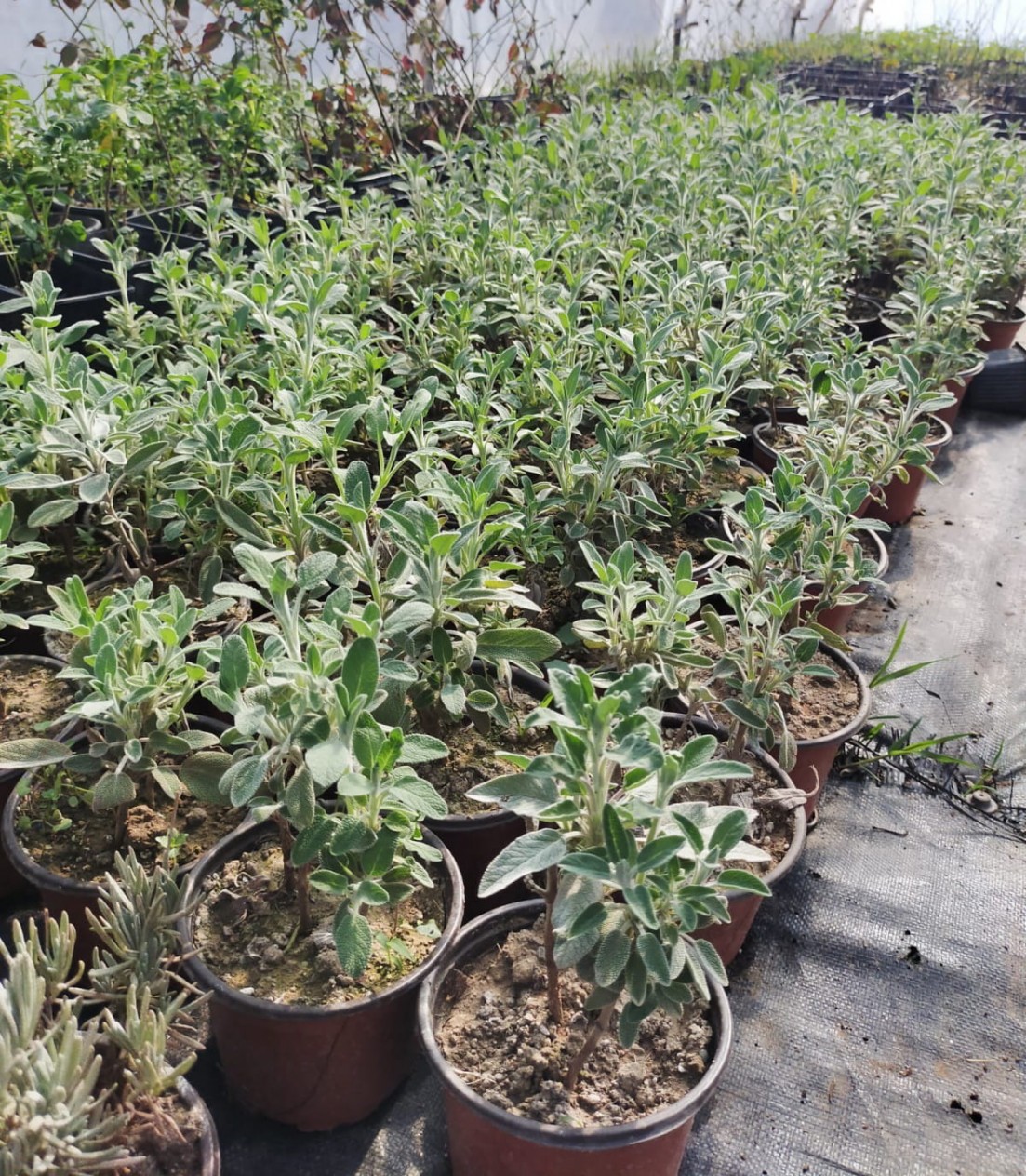 10 'lu Adaçayı-lavanta Fidanı Paketi