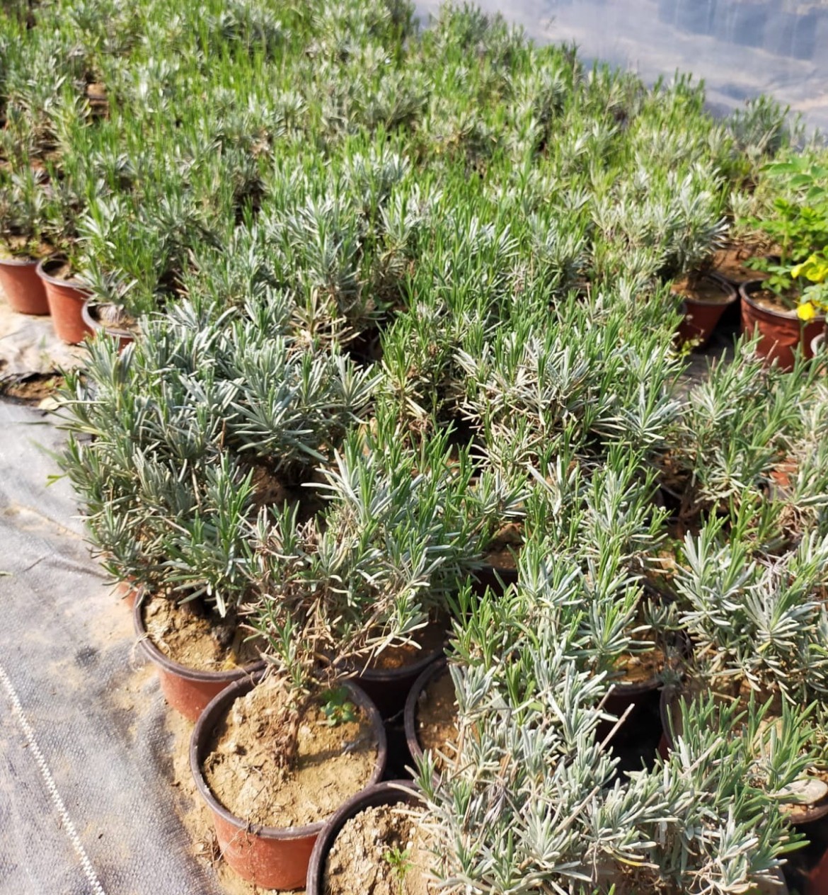 10 'lu Adaçayı-lavanta Fidanı Paketi 10 'lu Adaçayı-lavanta Fidanı Paketi