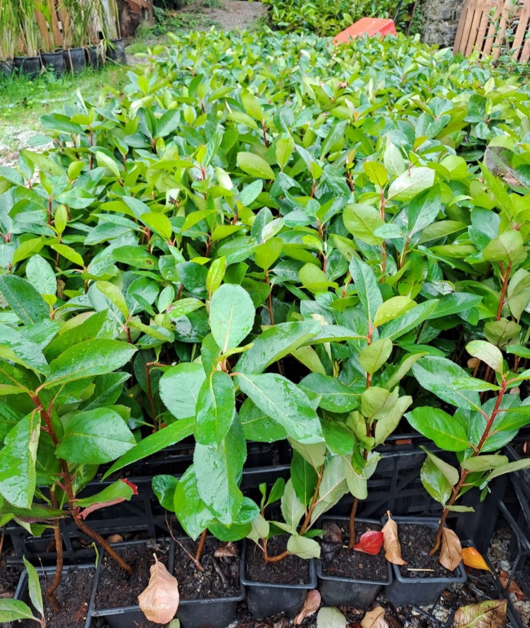 10 'lu Aronya Fidanı Paketi