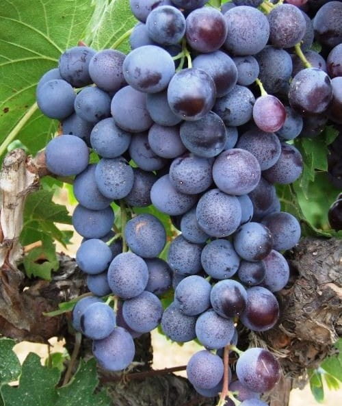 10 'lu Aşılı Açık Kök Üzüm Fidan Paketi 10 'lu Aşılı Açık Kök Üzüm Fidan Paketi