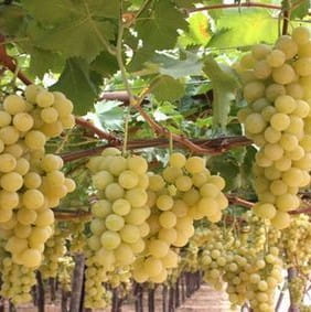 10 'lu Aşılı Açık Kök Üzüm Fidan Paketi 10 'lu Aşılı Açık Kök Üzüm Fidan Paketi