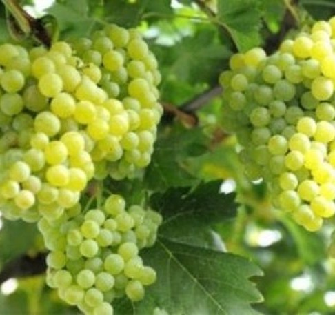 10 'lu Aşılı Açık Kök Üzüm Fidan Paketi 10 'lu Aşılı Açık Kök Üzüm Fidan Paketi