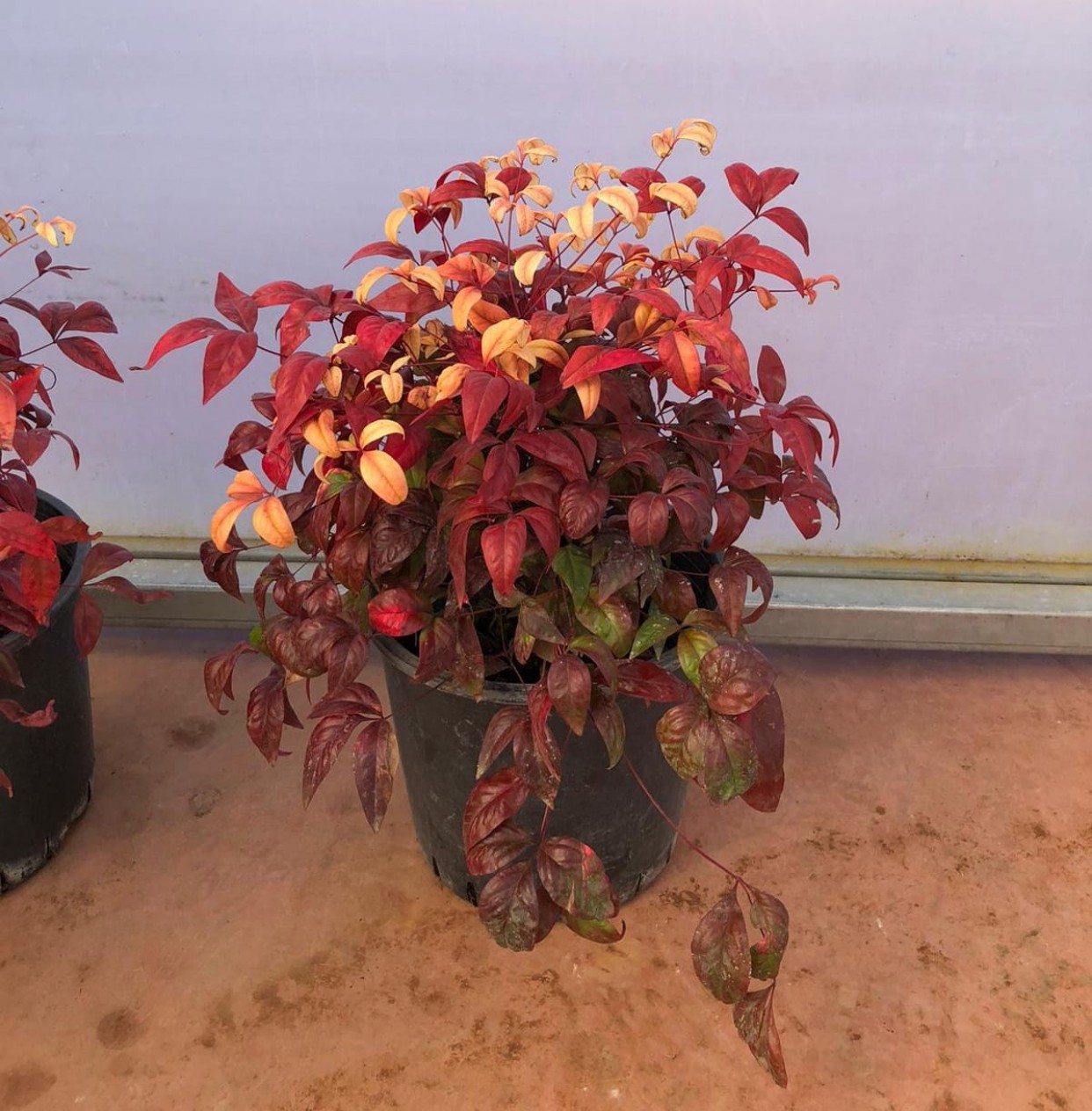 10 'lu Cennet Bambusu-nandina Fidan Paketi 10 'lu Cennet Bambusu-nandina Fidan Paketi