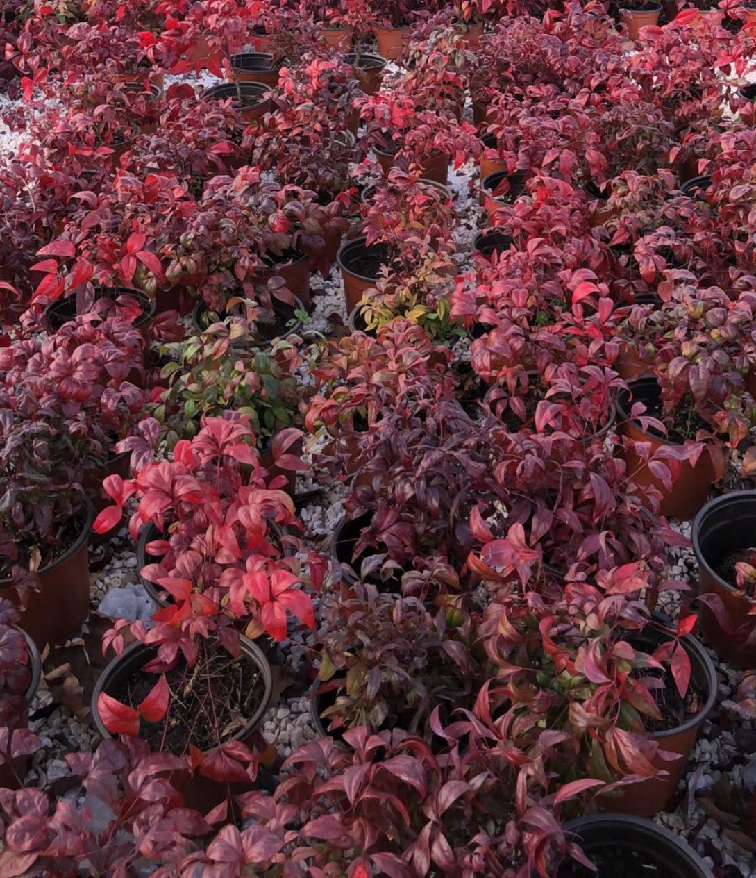 10 'lu Cennet Bambusu-nandina Fidan Paketi 10 'lu Cennet Bambusu-nandina Fidan Paketi