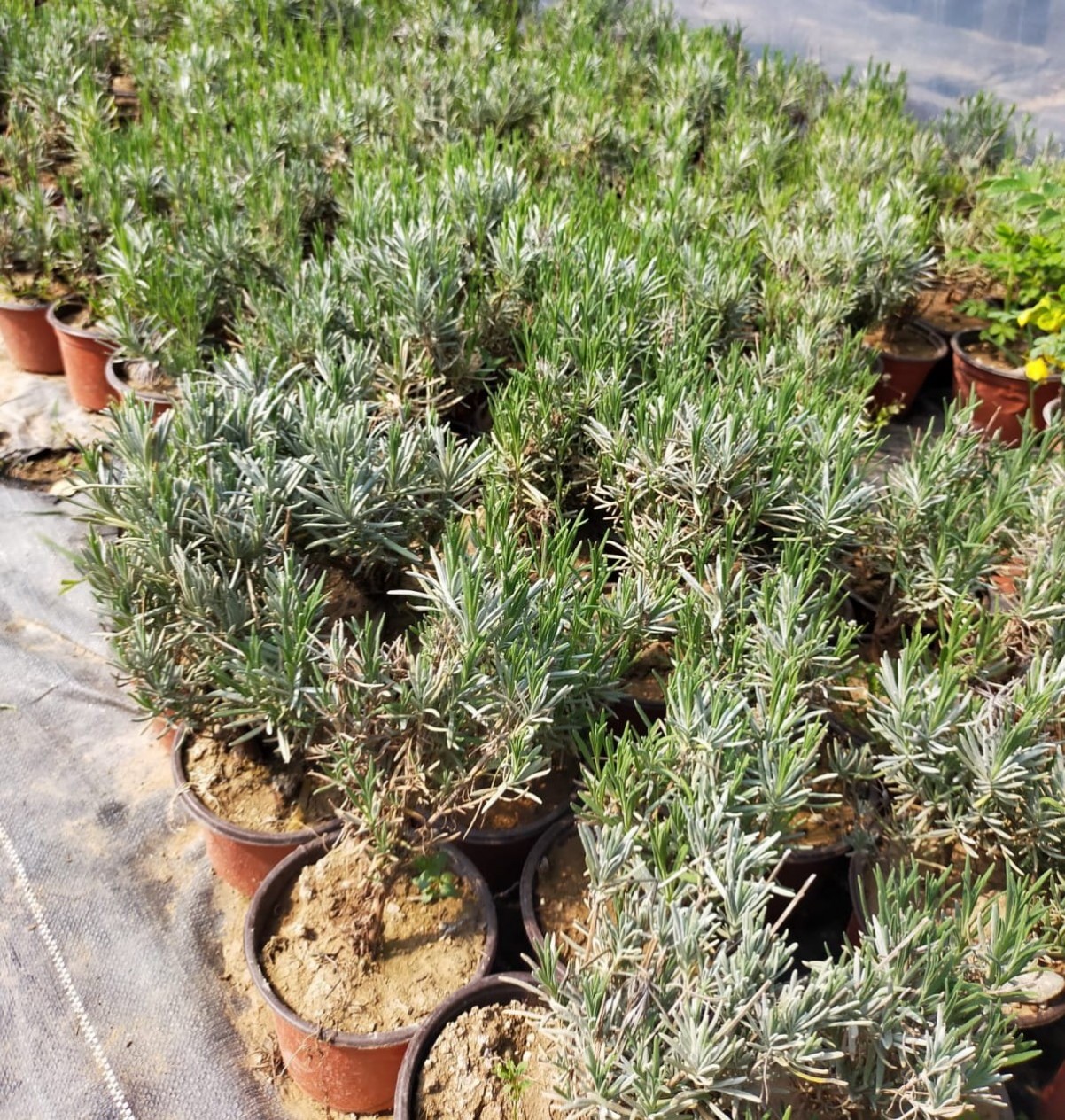 10 'lu Lavanta Bitkisi Paketi 10 'lu Lavanta Bitkisi Paketi