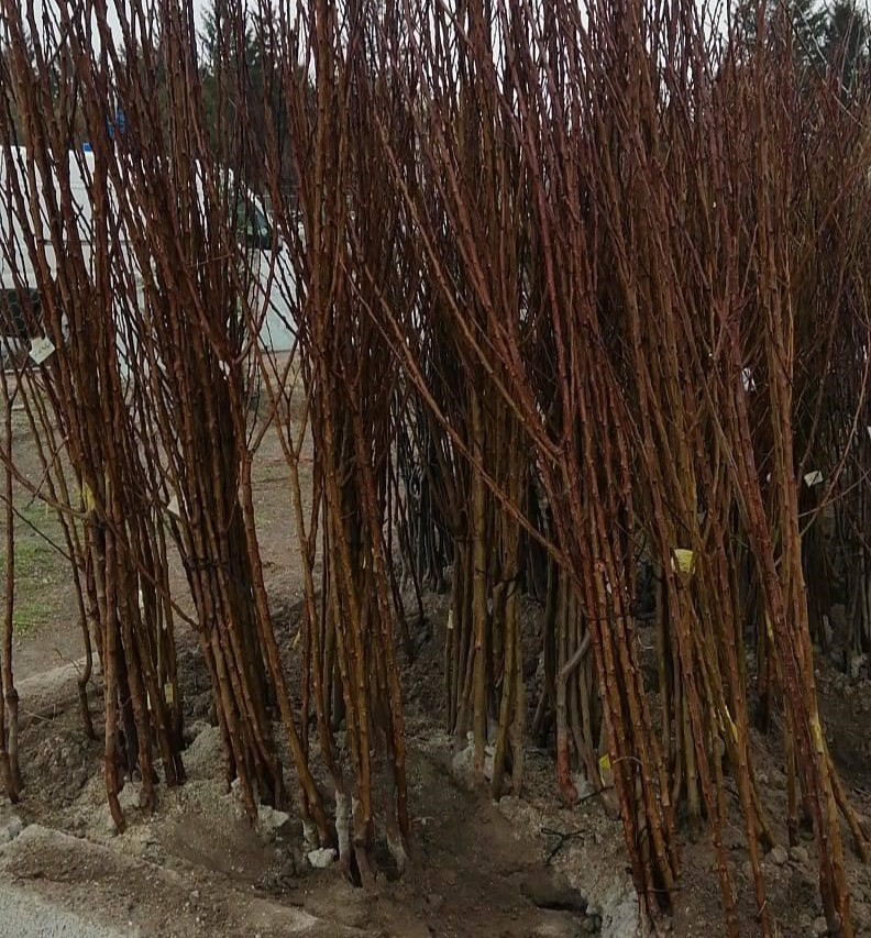 100 'lü Chandler Ceviz Fidanı Paketi