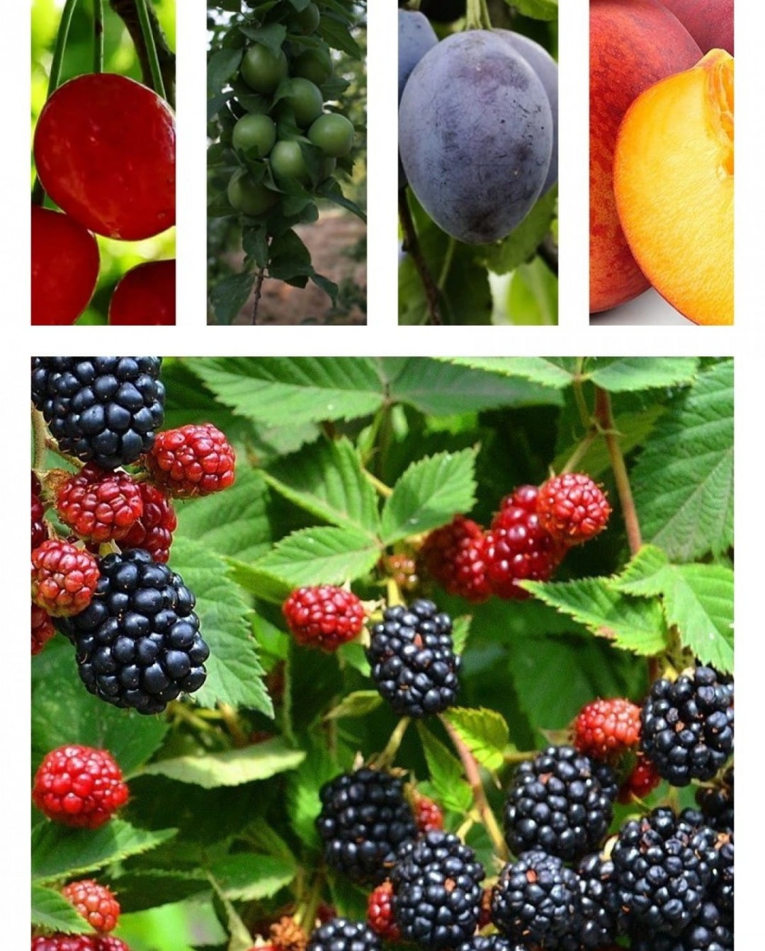 10'lu Açık Kök Hobi Bahçesi Paketi